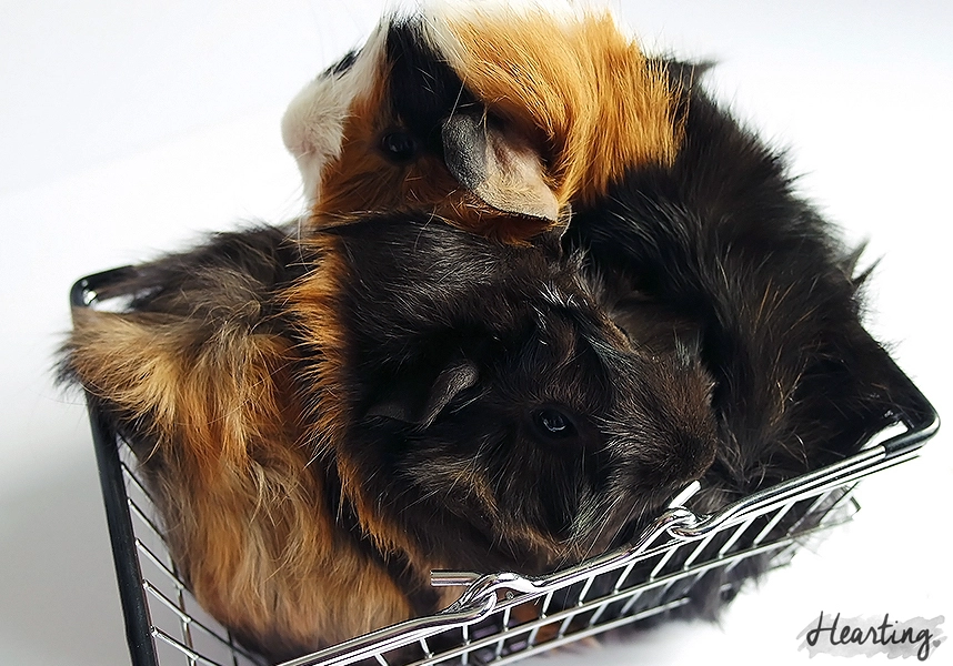 Introducing the new additions to our family, guinea pigs Smokey and Whisky