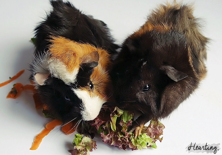 Introducing the new additions to our family, guinea pigs Smokey and Whisky