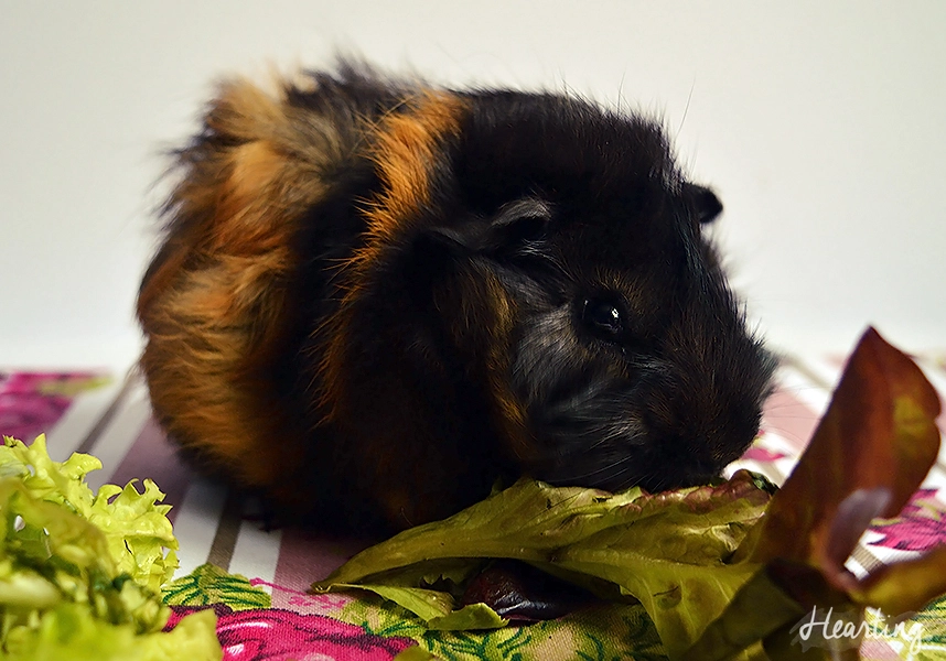 Introducing the new additions to our family, guinea pigs Smokey and Whisky