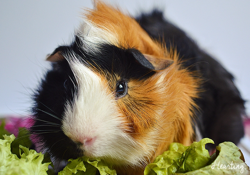 Introducing the new additions to our family, guinea pigs Smokey and Whisky