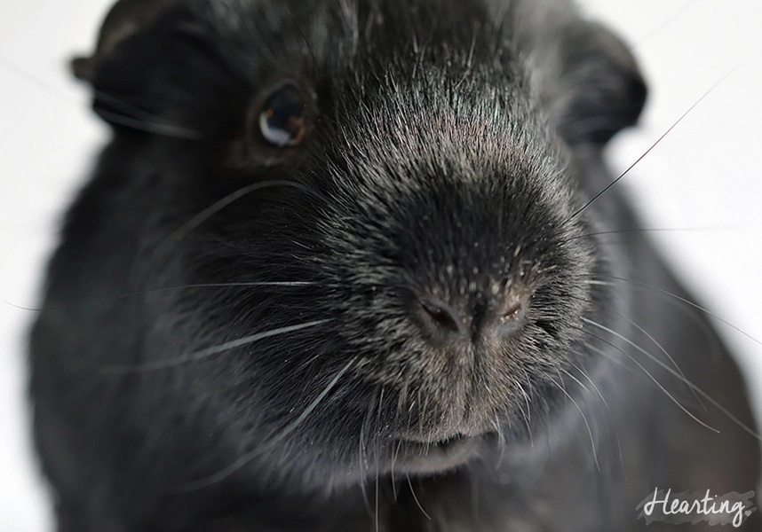 Dear Sooty | A letter to my beloved guinea pig