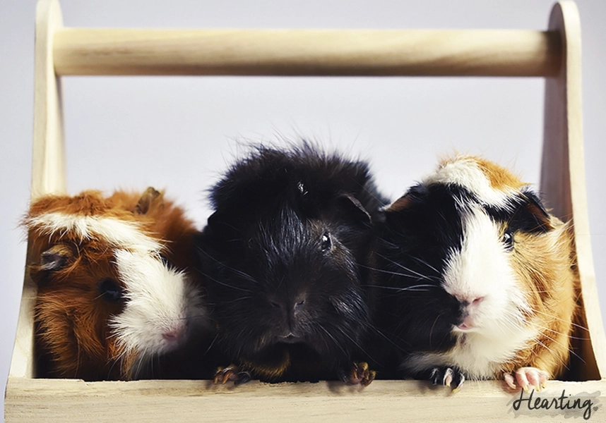 Photo Diary: Three In A Row | my guinea pigs Toffee, Smokey and Whisky