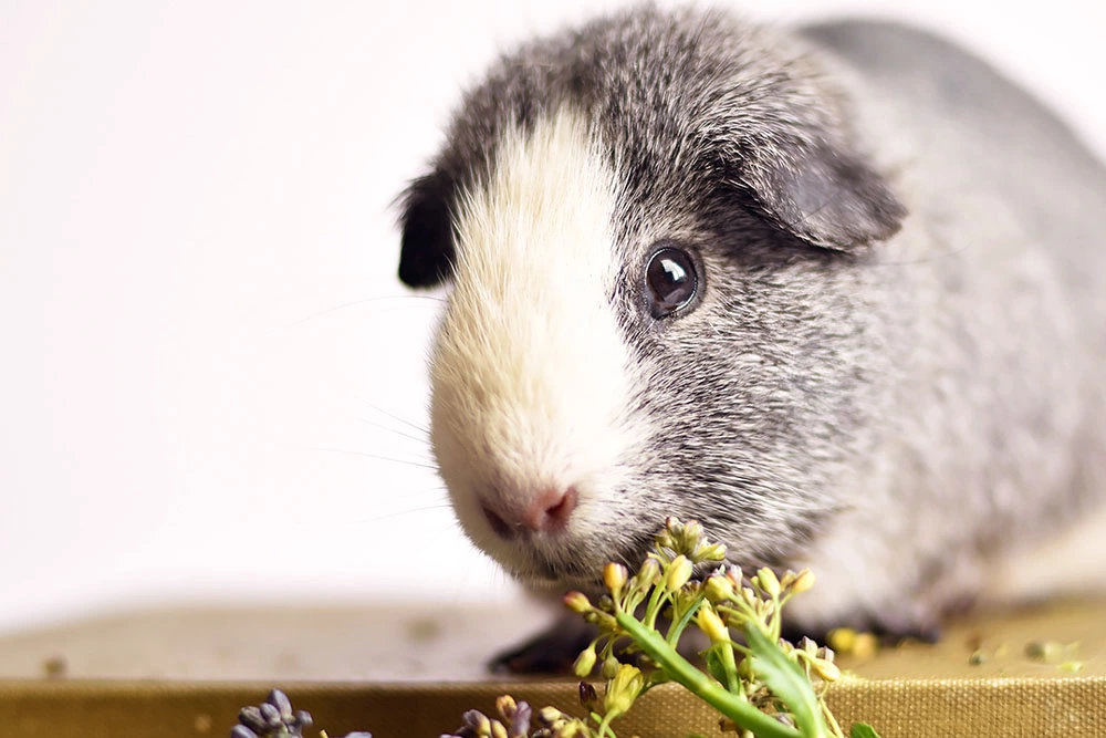 Dear Dusty | A letter to my beloved guinea pig